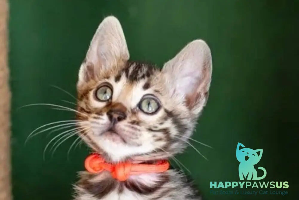 Chanel Bengal female black spotted tabby - live animals