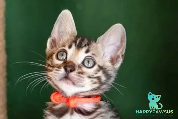 Chanel Bengal female black spotted tabby - live animals