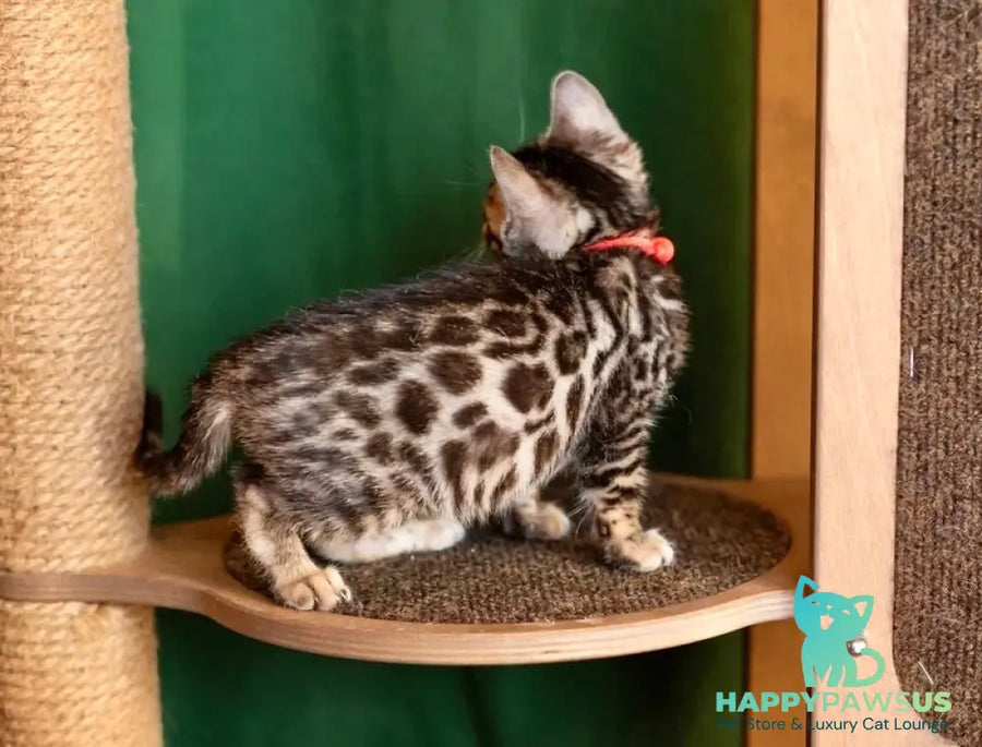 Chanel Bengal female black spotted tabby - live animals