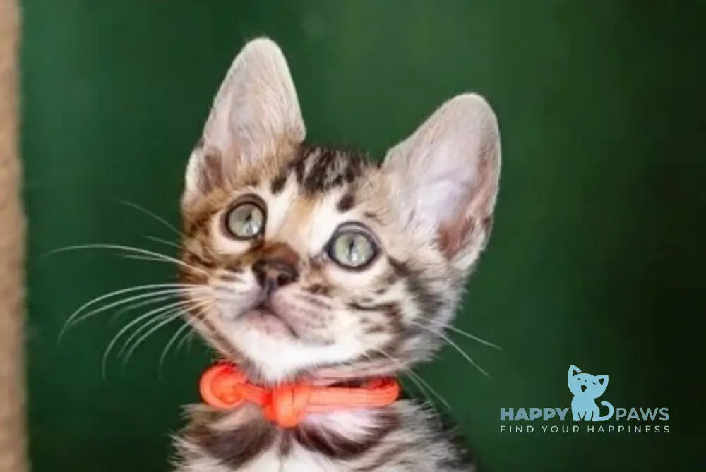 Chanel Bengal female black spotted tabby - live animals