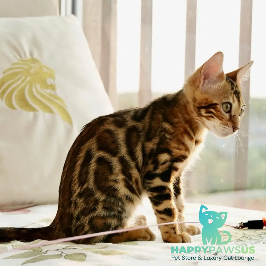 Chanel Bengal female black spotted tabby - live animals