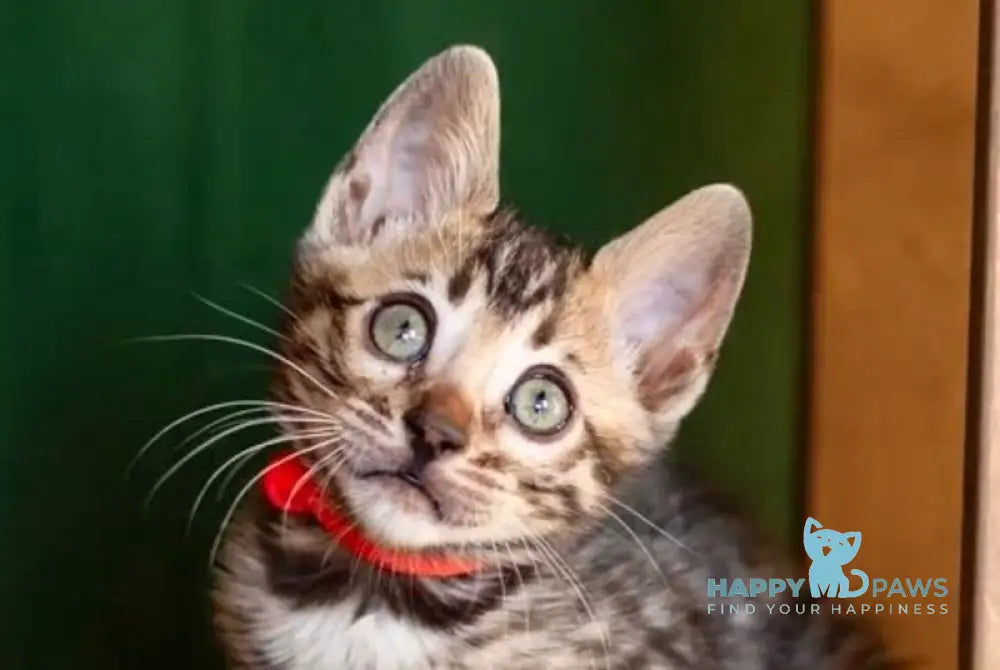 Chanel Bengal female black spotted tabby - live animals