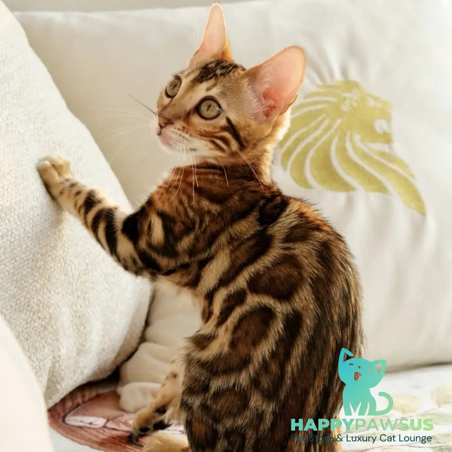 Chanel Bengal female black spotted tabby - live animals