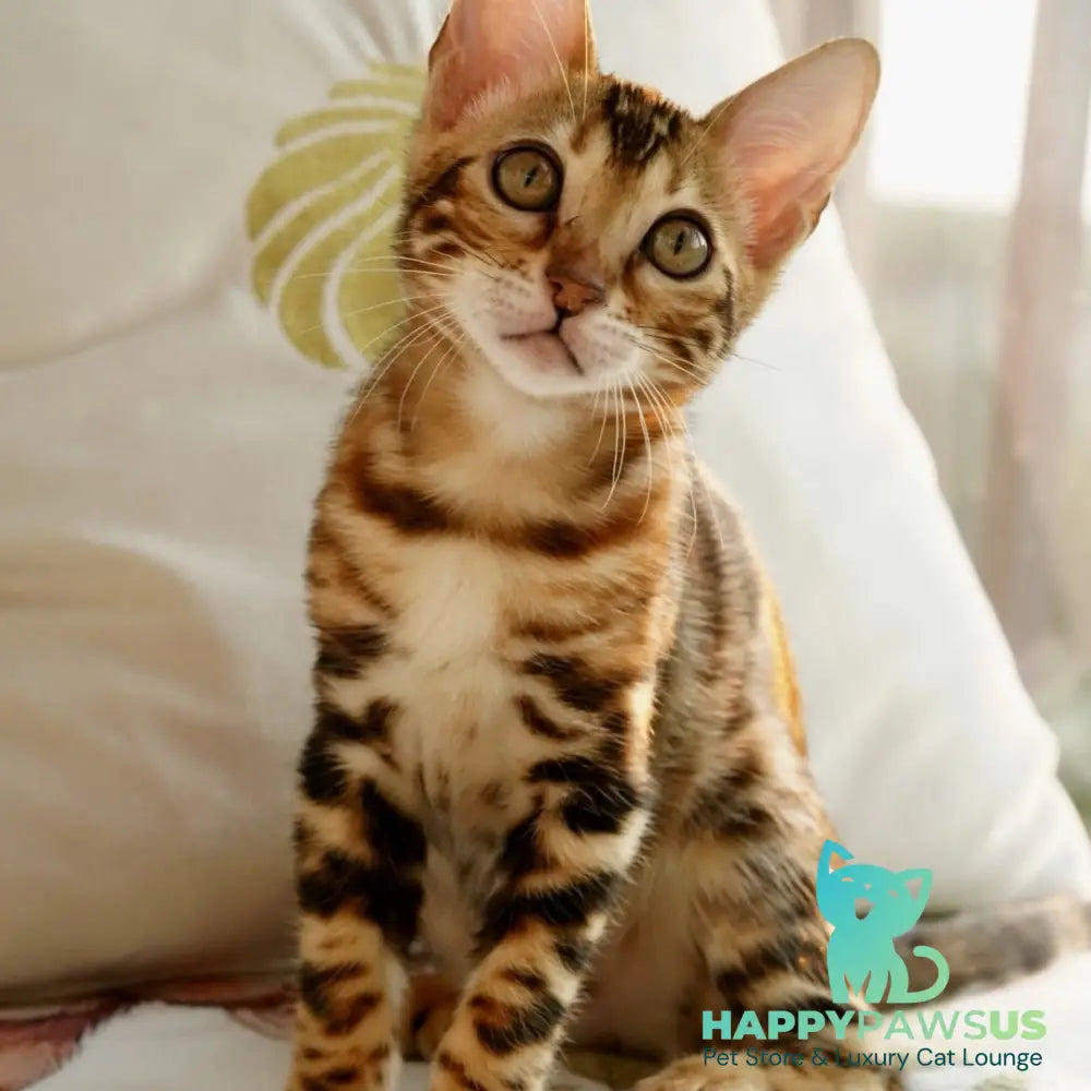 Chanel Bengal female black spotted tabby - live animals