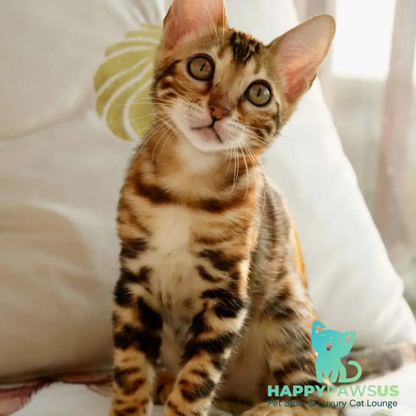 Chanel Bengal female black spotted tabby - live animals