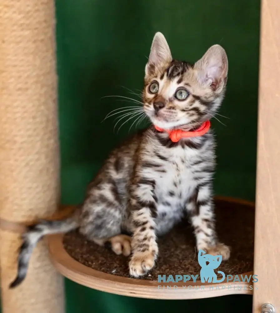 Chanel Bengal female black spotted tabby - live animals