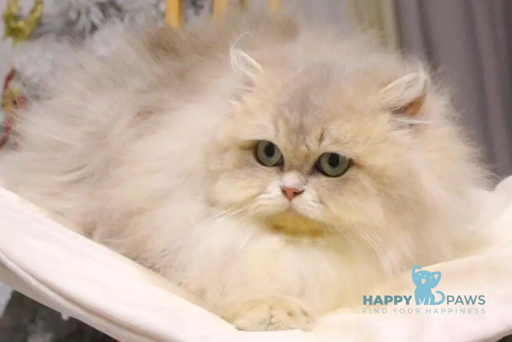 Chanel British Longhair female blue golden shaded live animals