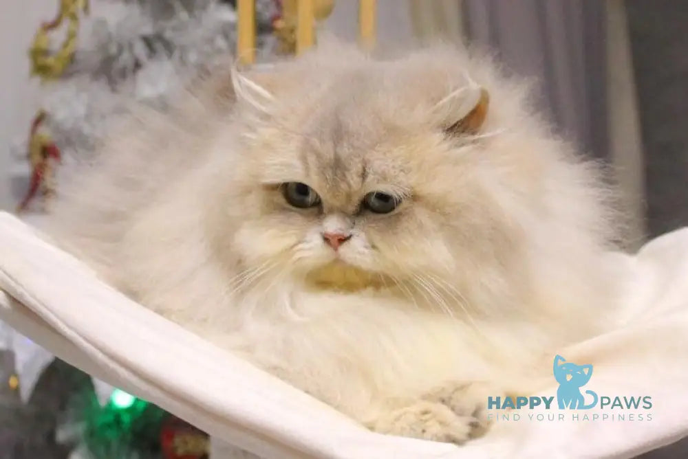 Chanel British Longhair female blue golden shaded live animals