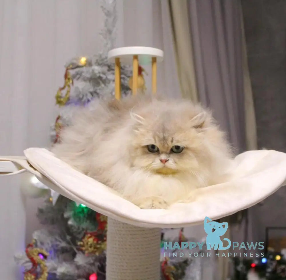 Chanel British Longhair female blue golden shaded live animals