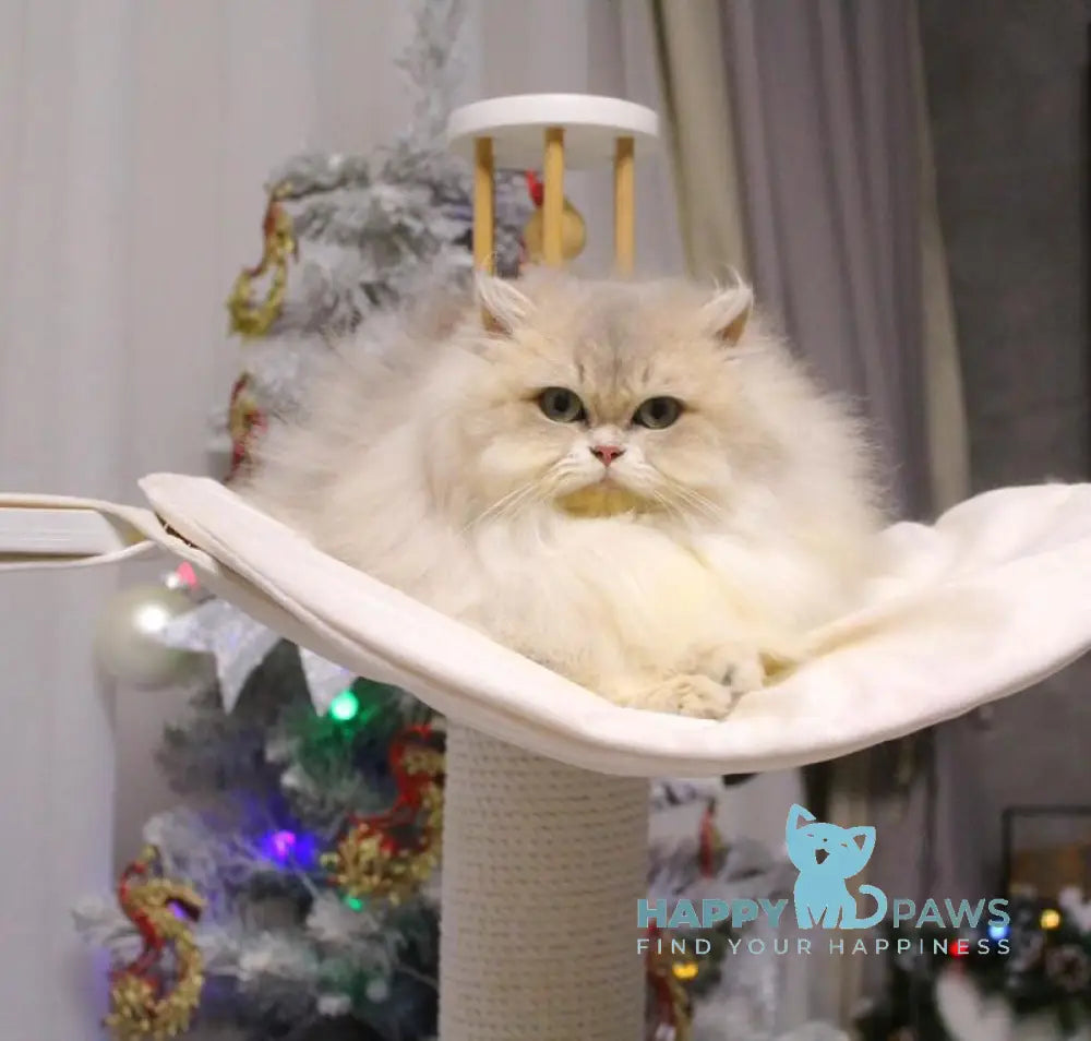 Chanel British Longhair female blue golden shaded live animals