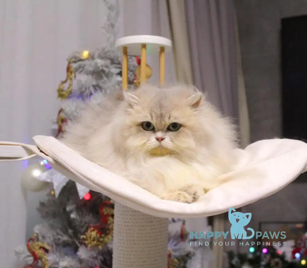 Chanel British Longhair female blue golden shaded live animals