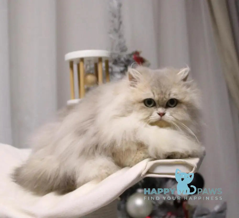 Chanel British Longhair female blue golden shaded live animals