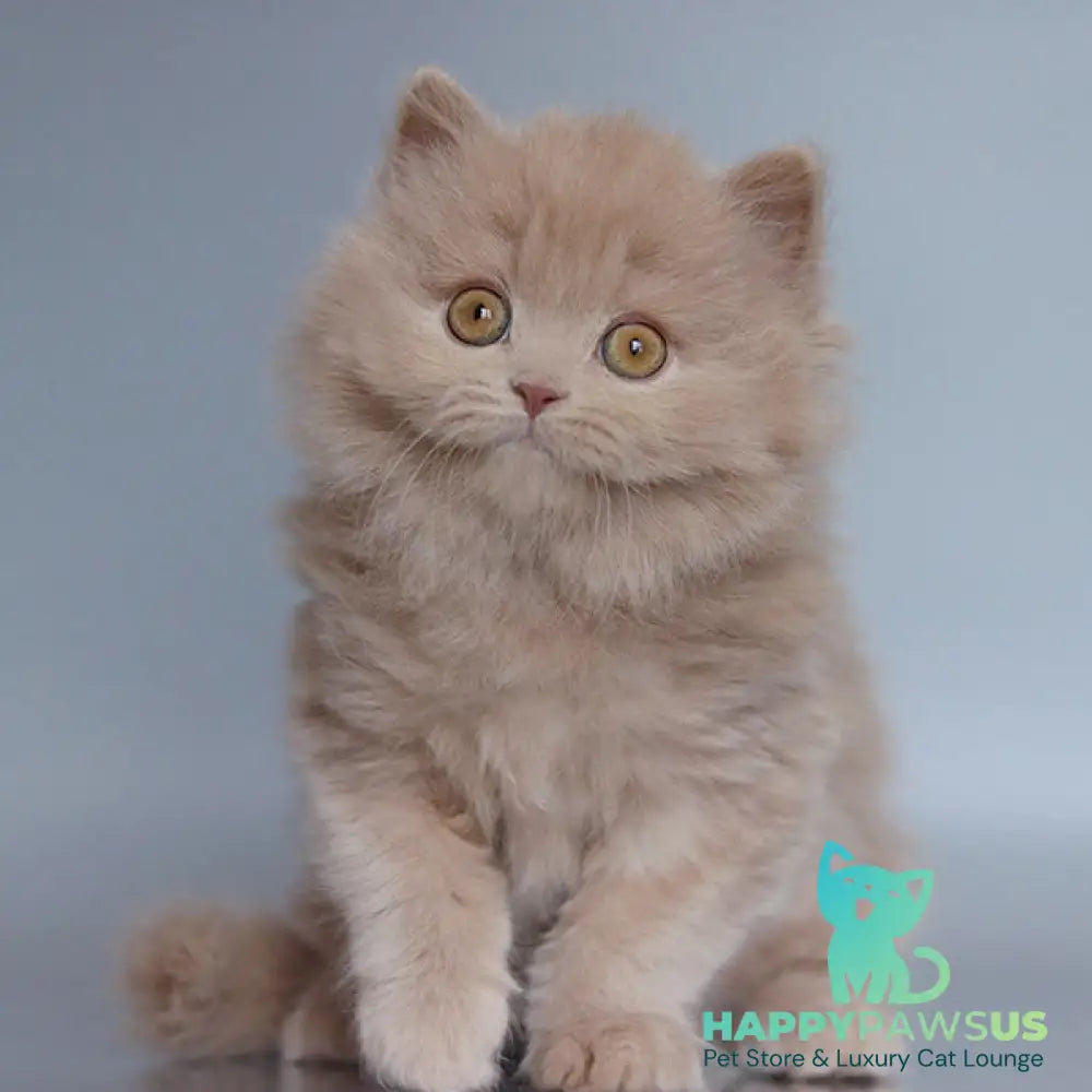 Chanel British Longhair female fawn - live animals