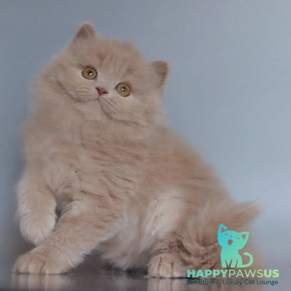 Chanel British Longhair female fawn - live animals