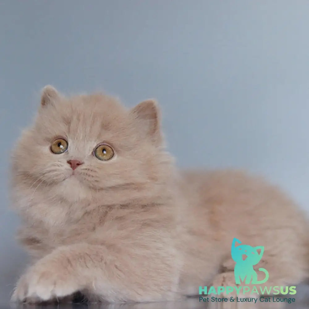 Chanel British Longhair female fawn - live animals