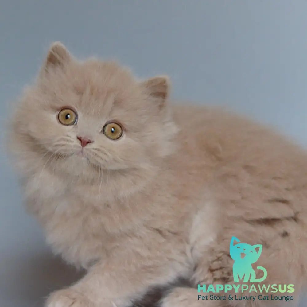 Chanel British Longhair female fawn - live animals