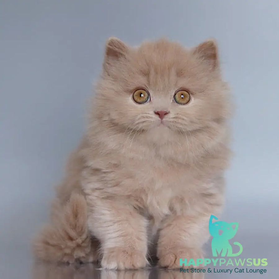 Chanel British Longhair female fawn - live animals