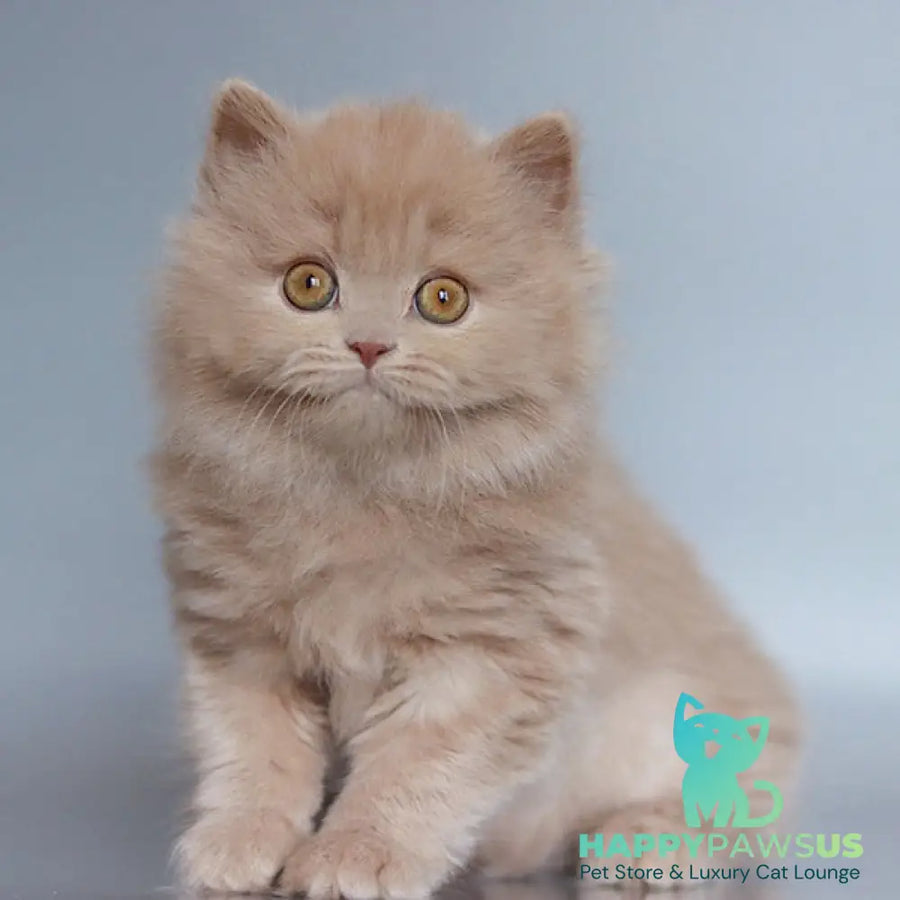Chanel British Longhair female fawn - live animals