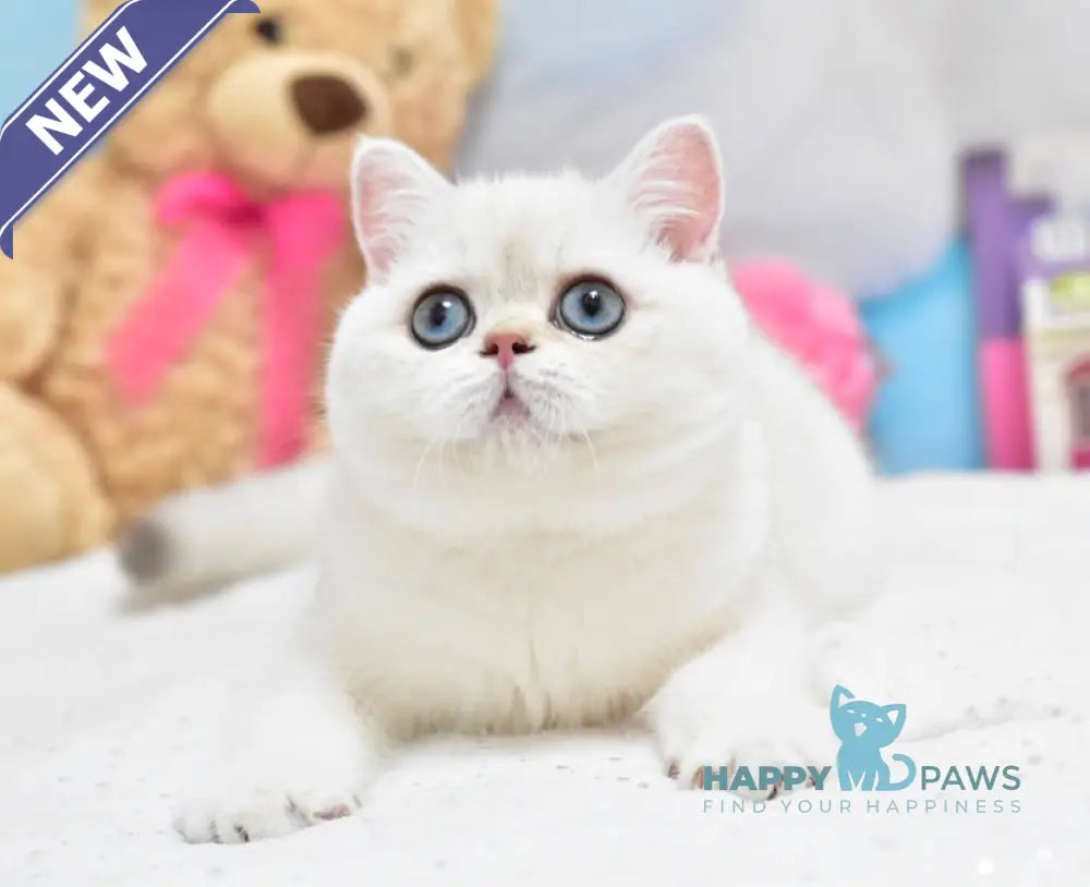 Chanel British Shorthair female black silver shaded pointed live animals