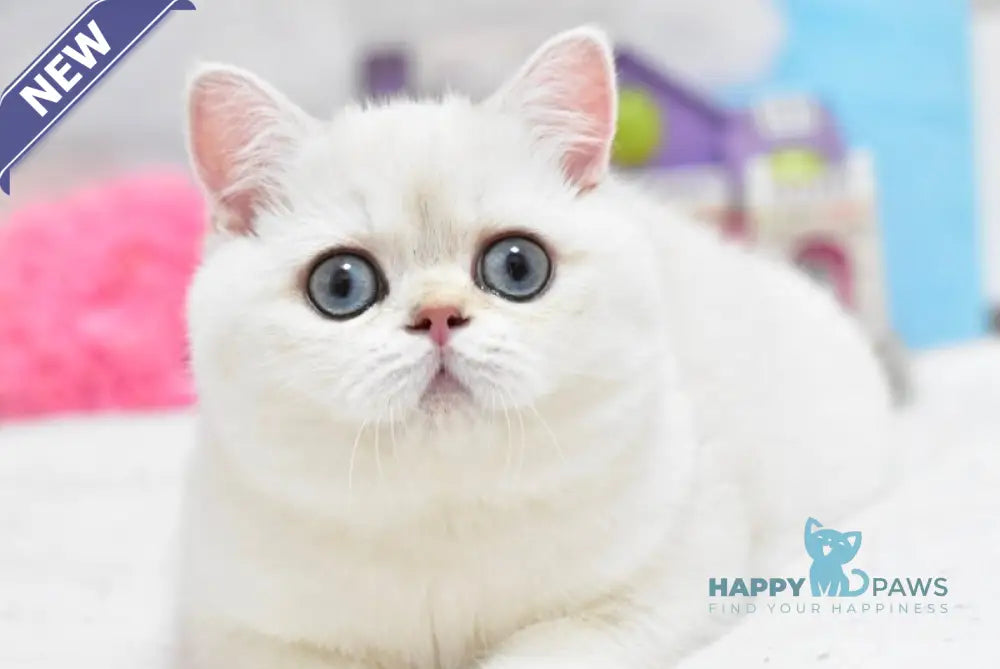 Chanel British Shorthair female black silver shaded pointed live animals