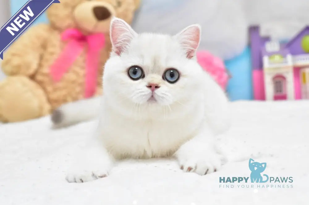 Chanel British Shorthair female black silver shaded pointed live animals