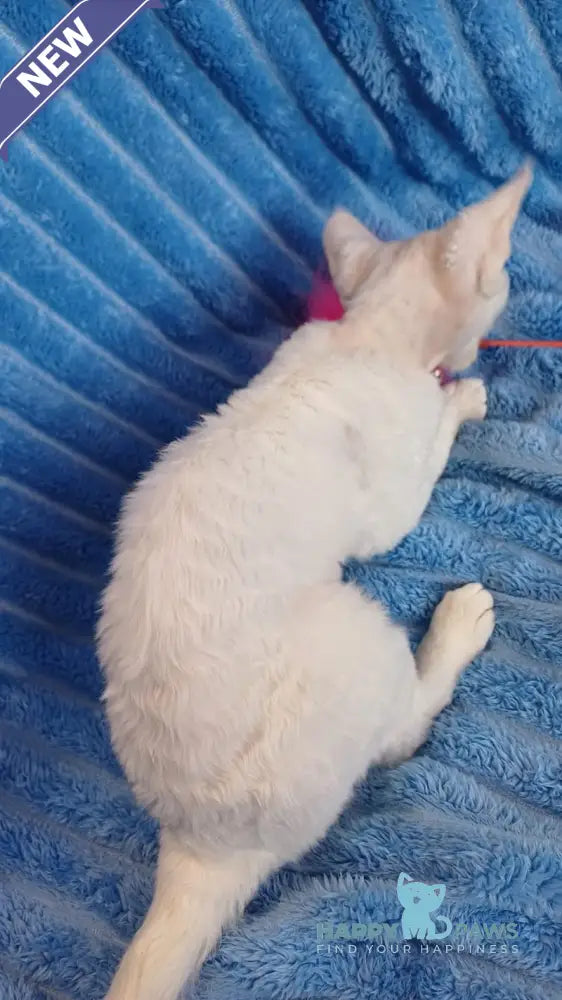 Chanel Devon Rex female white live animals