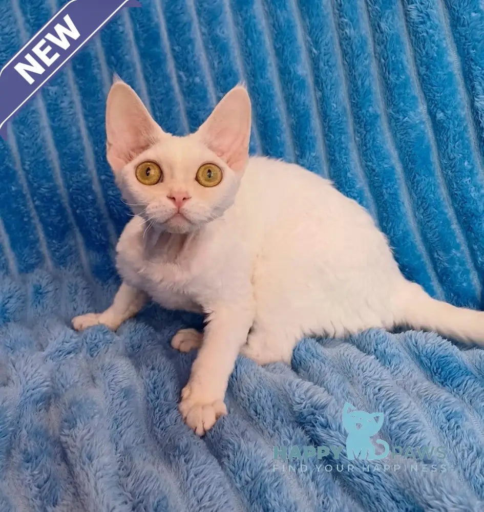 Chanel Devon Rex female white live animals