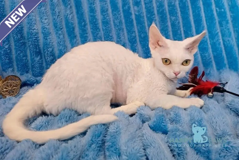 Chanel Devon Rex female white live animals