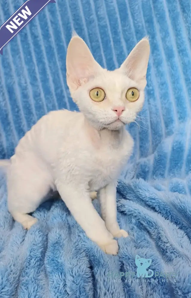 Chanel Devon Rex female white live animals