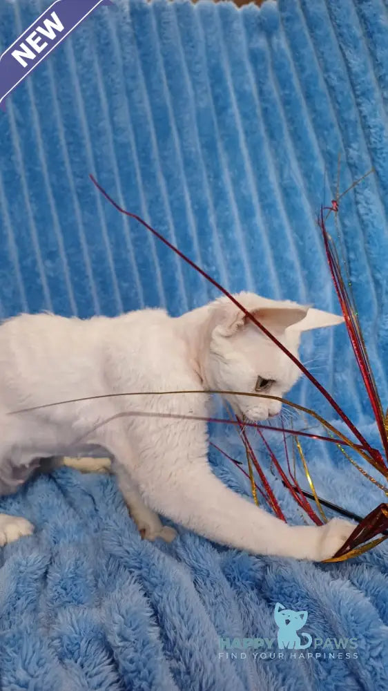 Chanel Devon Rex female white live animals