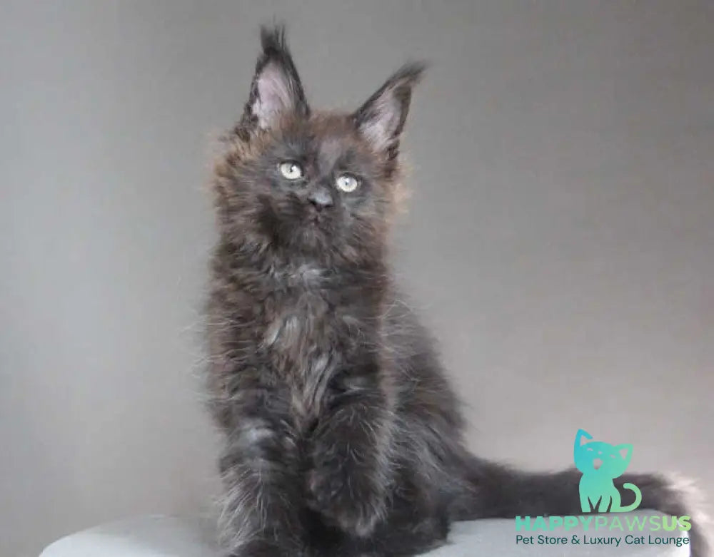 Chanel Maine Coon female black - live animals