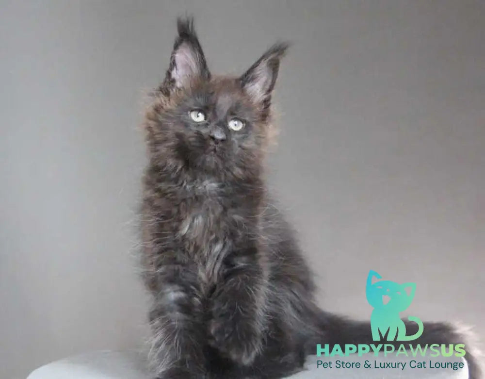 Chanel Maine Coon female black - live animals