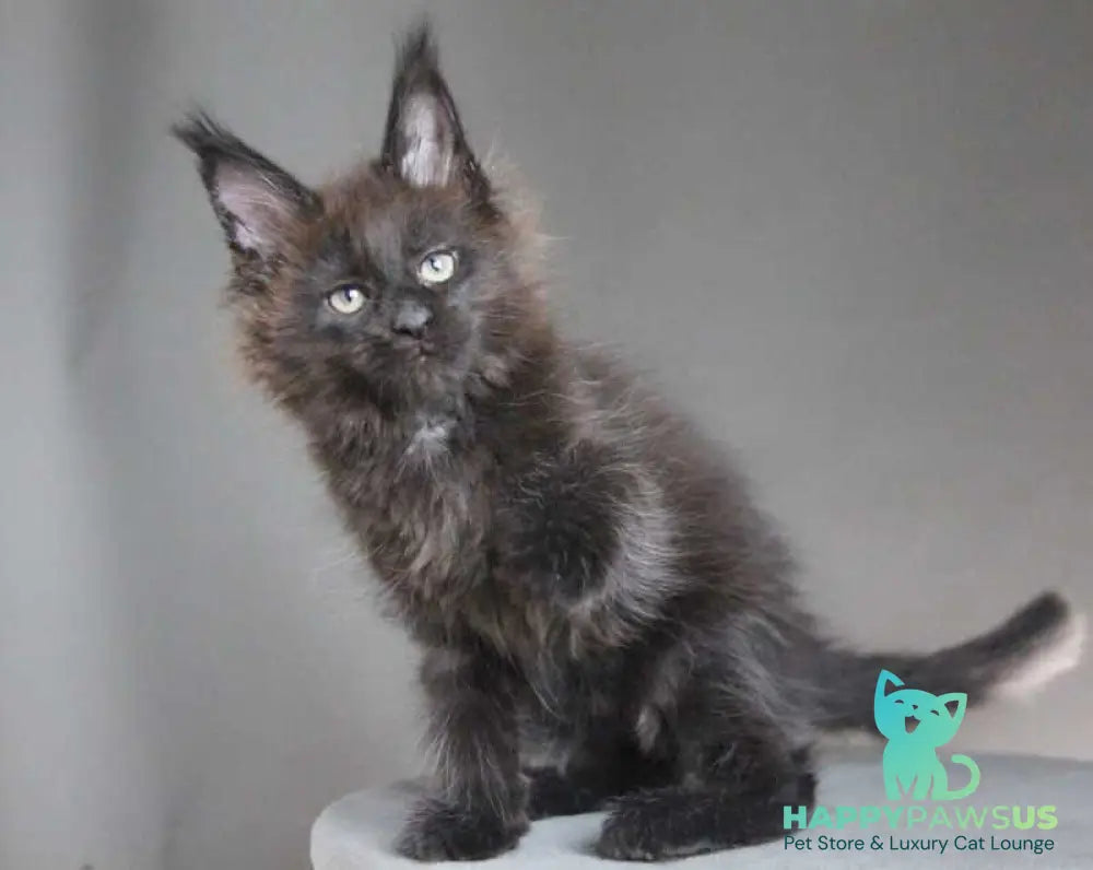 Chanel Maine Coon female black - live animals