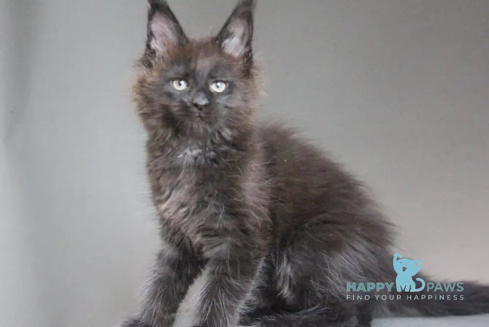 Chanel Maine Coon female black - live animals