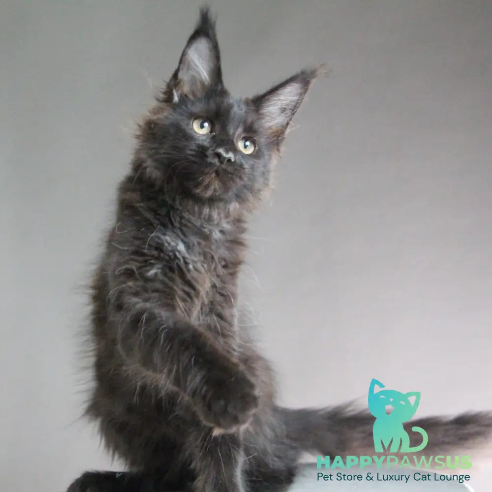 Chanel Maine Coon female black - live animals