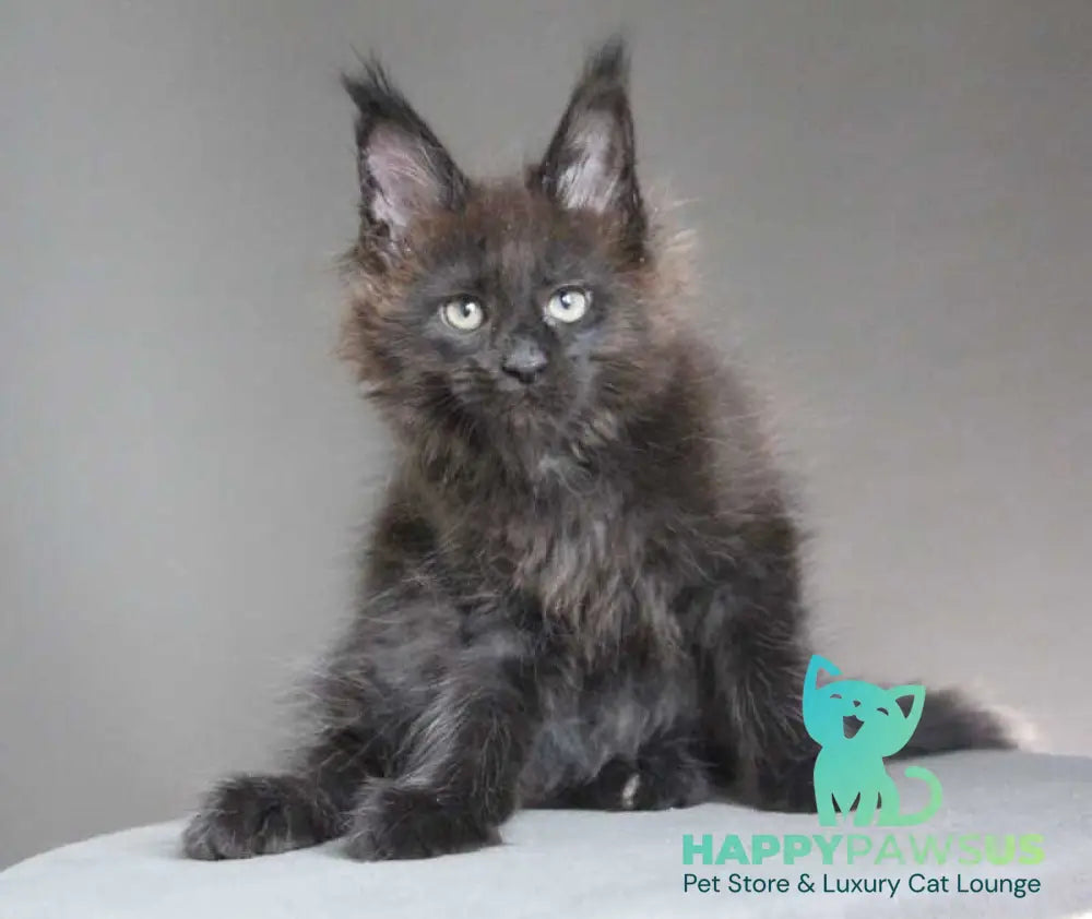 Chanel Maine Coon female black - live animals