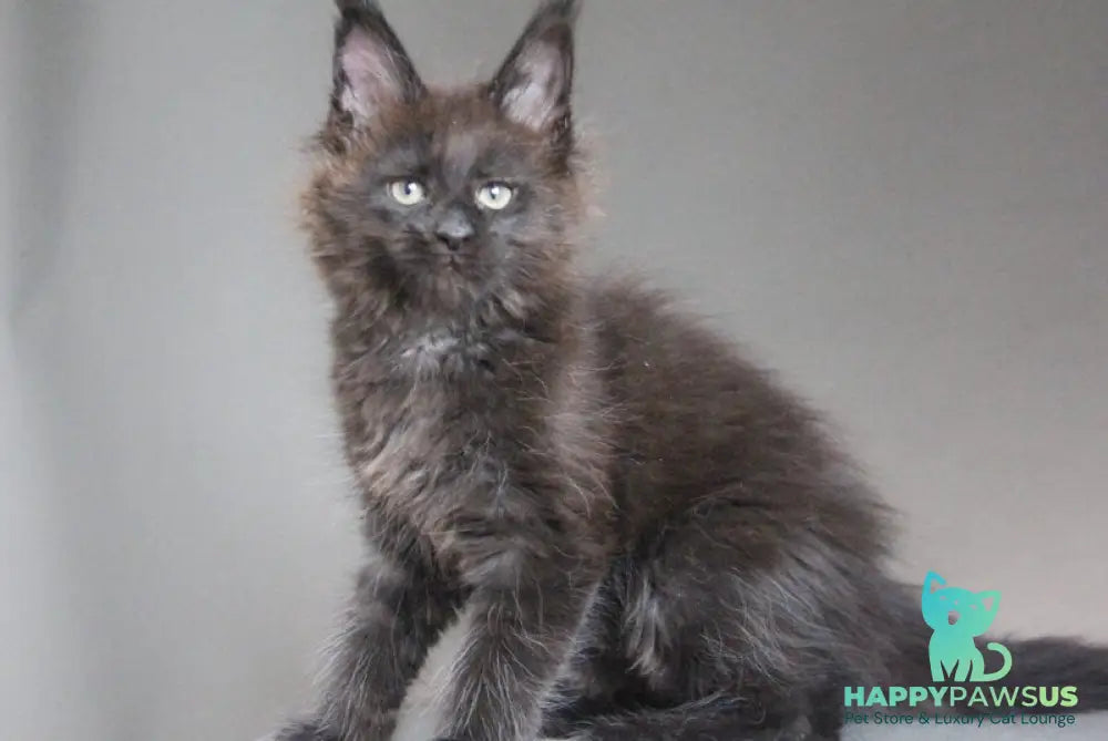 Chanel Maine Coon female black - live animals