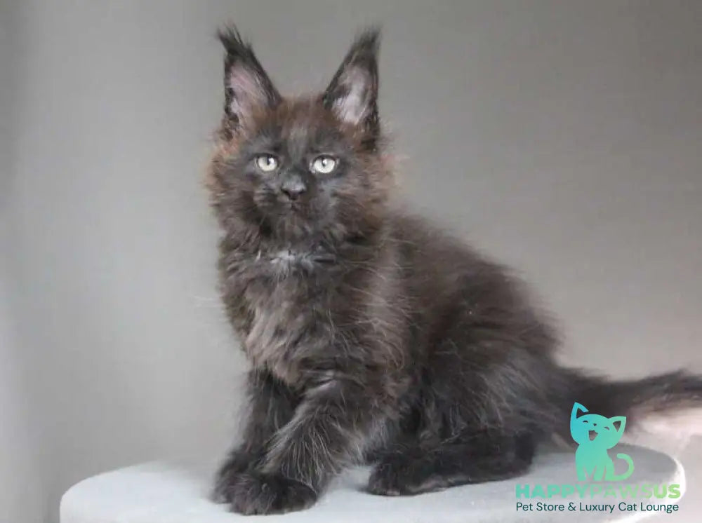 Chanel Maine Coon female black - live animals