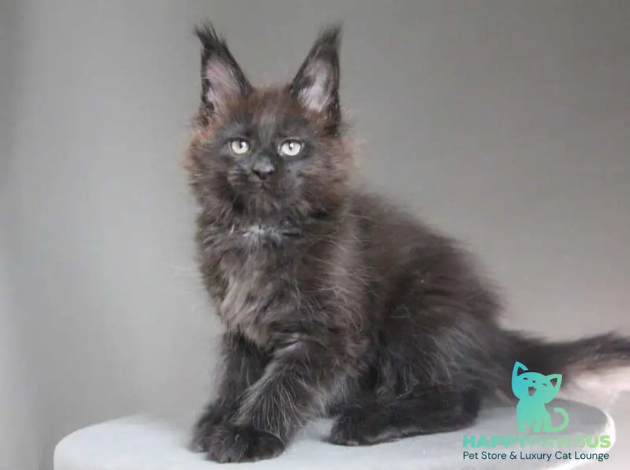 Chanel Maine Coon female black - live animals