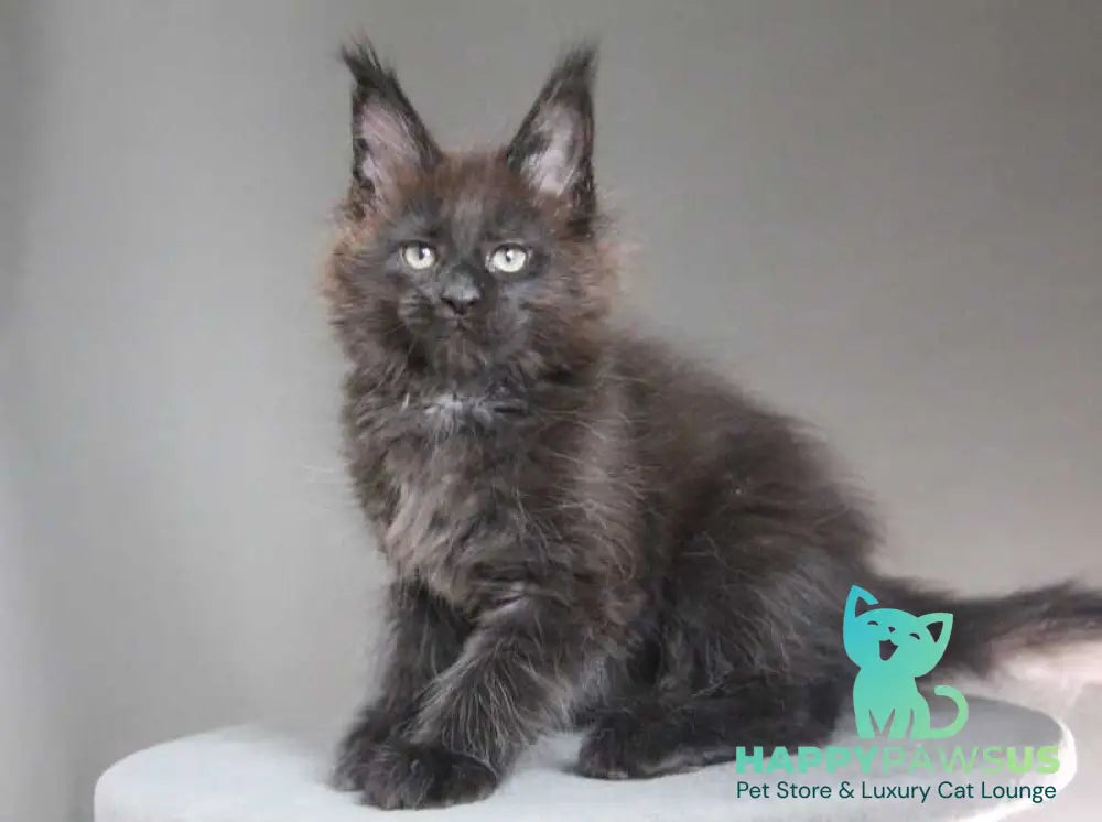 Chanel Maine Coon female black - live animals