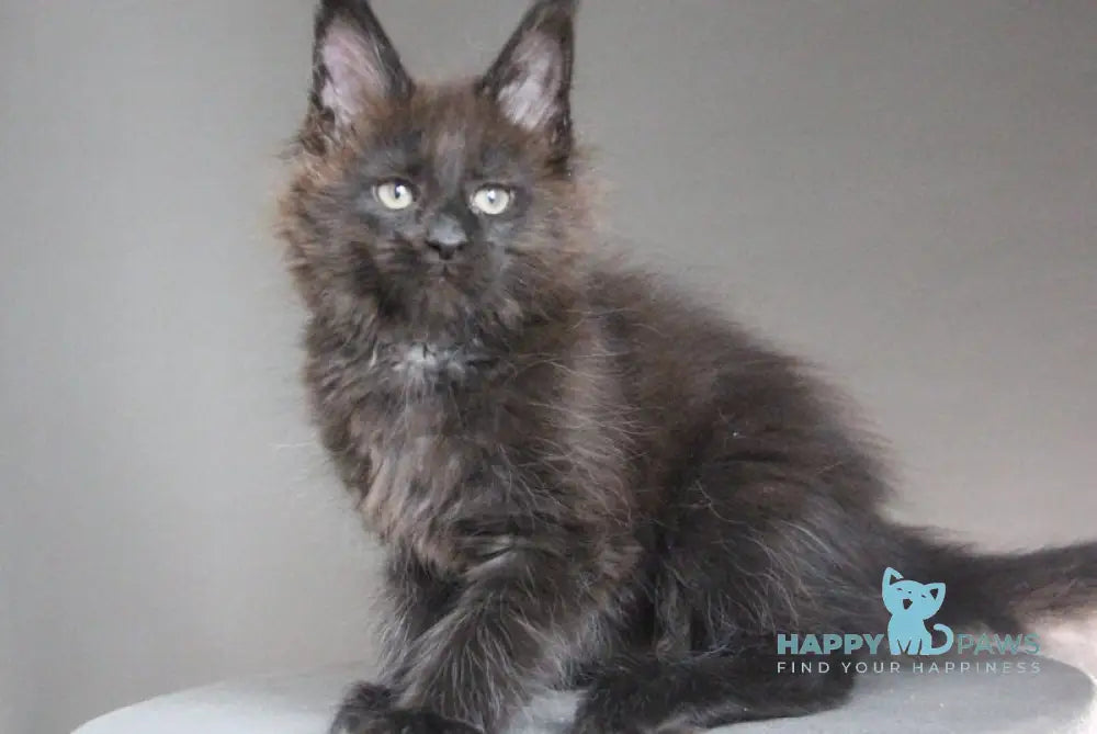 Chanel Maine Coon female black - live animals