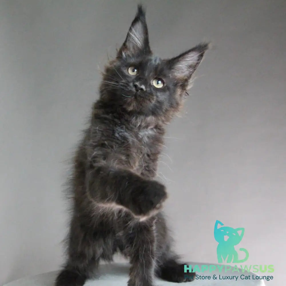 Chanel Maine Coon female black - live animals