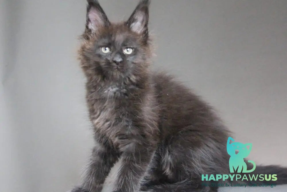 Chanel Maine Coon female black - live animals