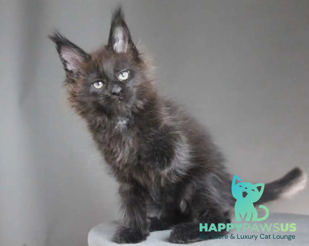 Chanel Maine Coon female black - live animals