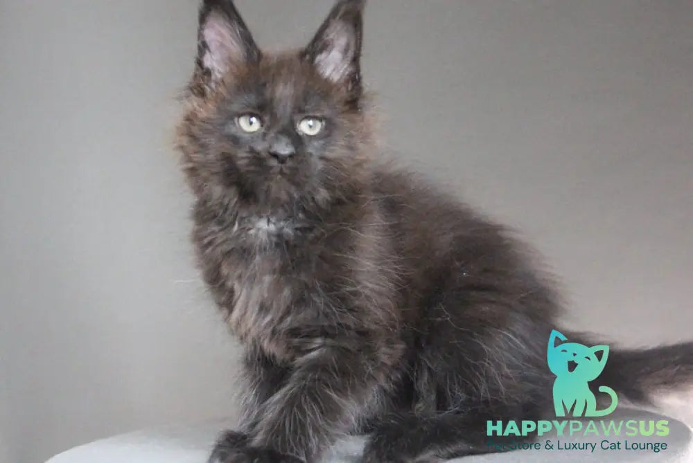Chanel Maine Coon female black - live animals