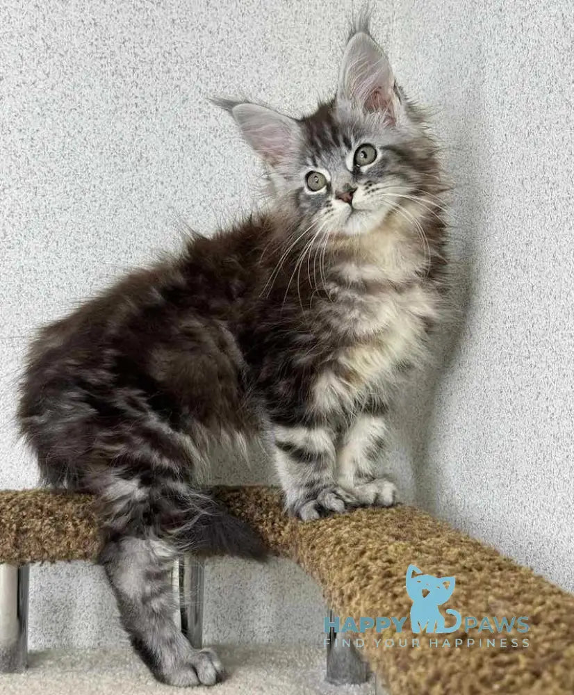 Chanel Maine Coon Female Black Silver Tabby Live Animals