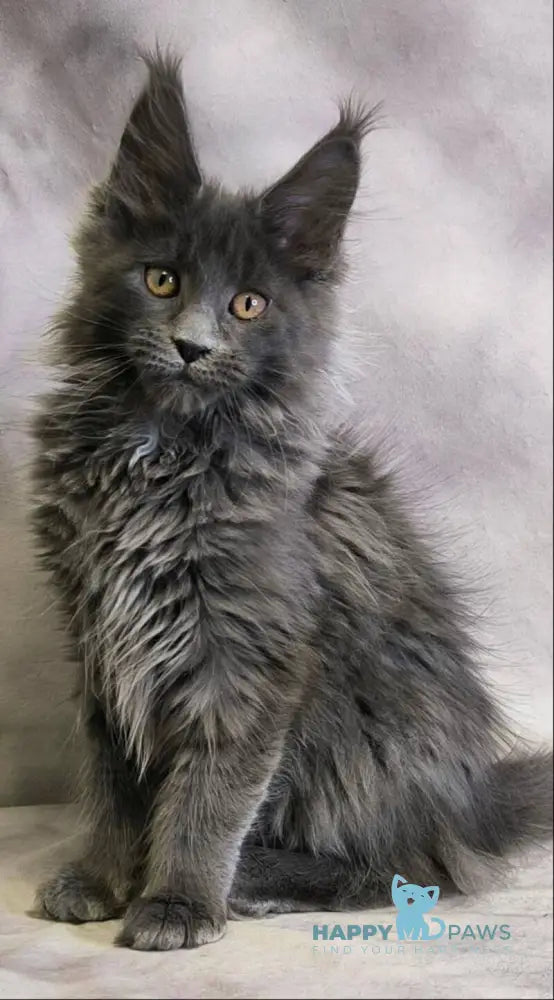 Chanel Maine Coon female blue live animals