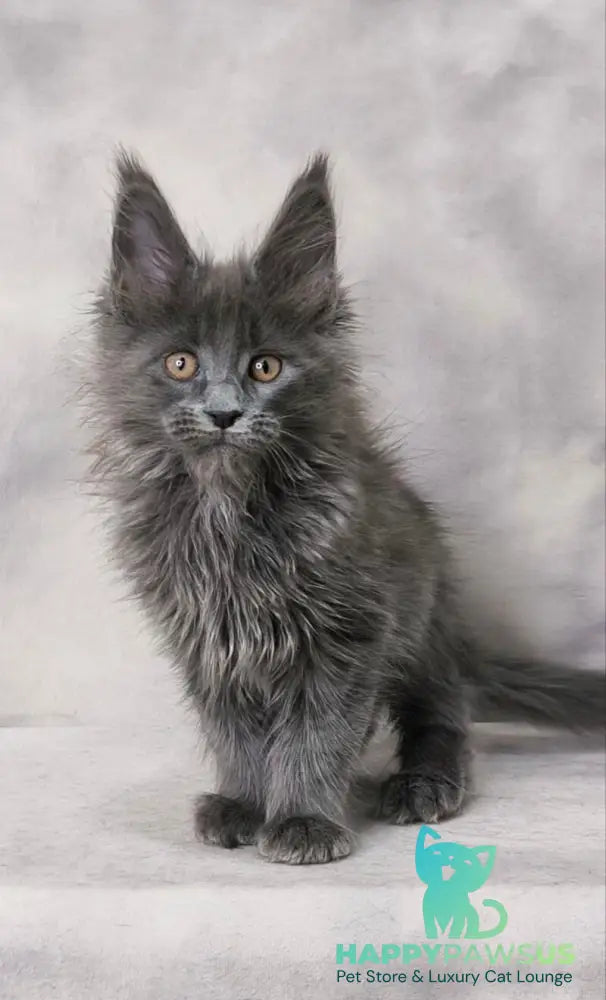 Chanel Maine Coon female blue live animals