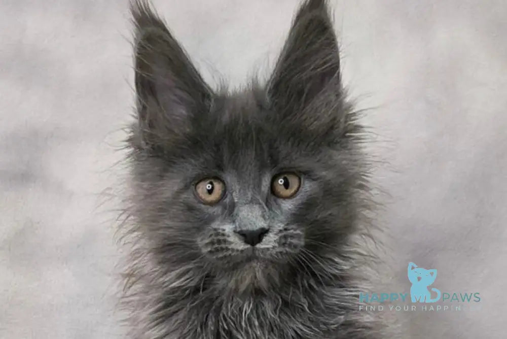 Chanel Maine Coon female blue live animals