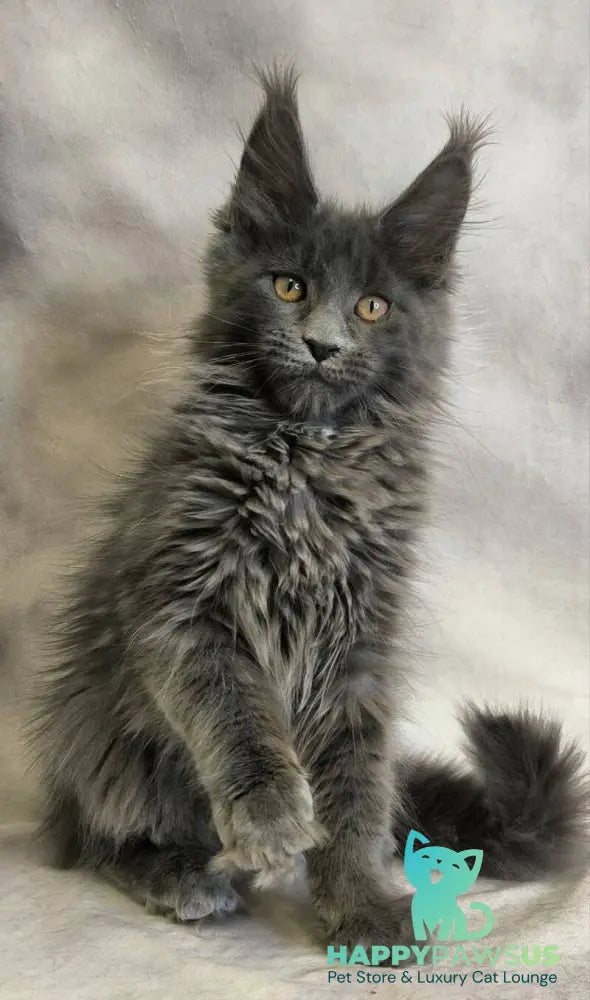 Chanel Maine Coon female blue live animals